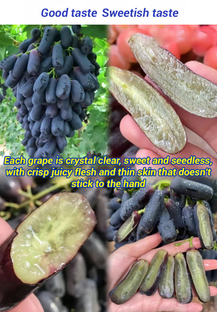 Grape Potted Plants Sapphire Peak Grape Fruit Raisin Red Raisin Fruit ...