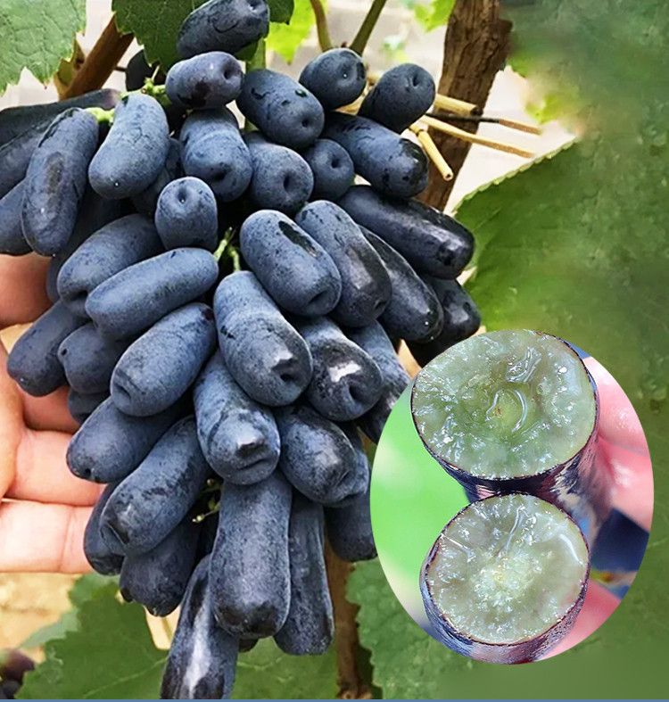Grape Potted Plants Sapphire Peak Grape Fruit Raisin Red Raisin Fruit ...