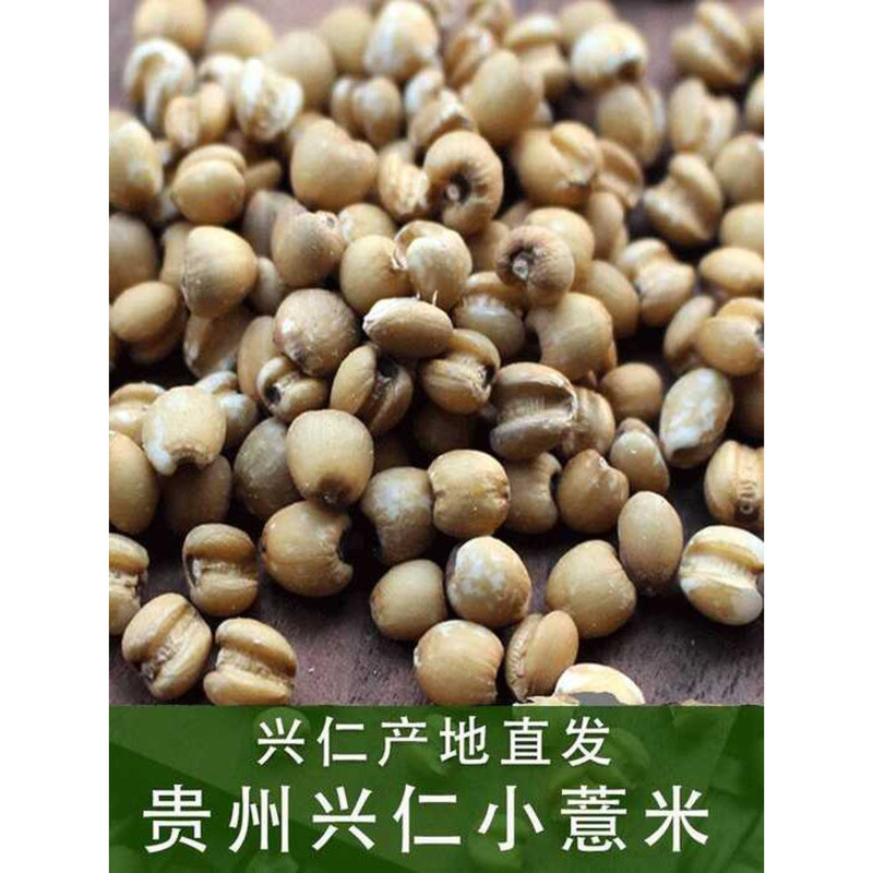 Guizhou Xingren Xiaohong New Bagged Yellow Coix Seed for Porridge Fresh ...