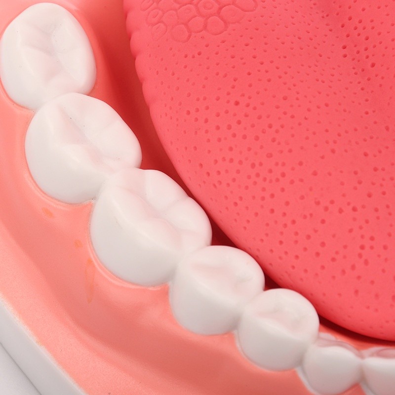 Giant Dental Model Teeth Model With Toothbrush Dentist Teaching Model ...