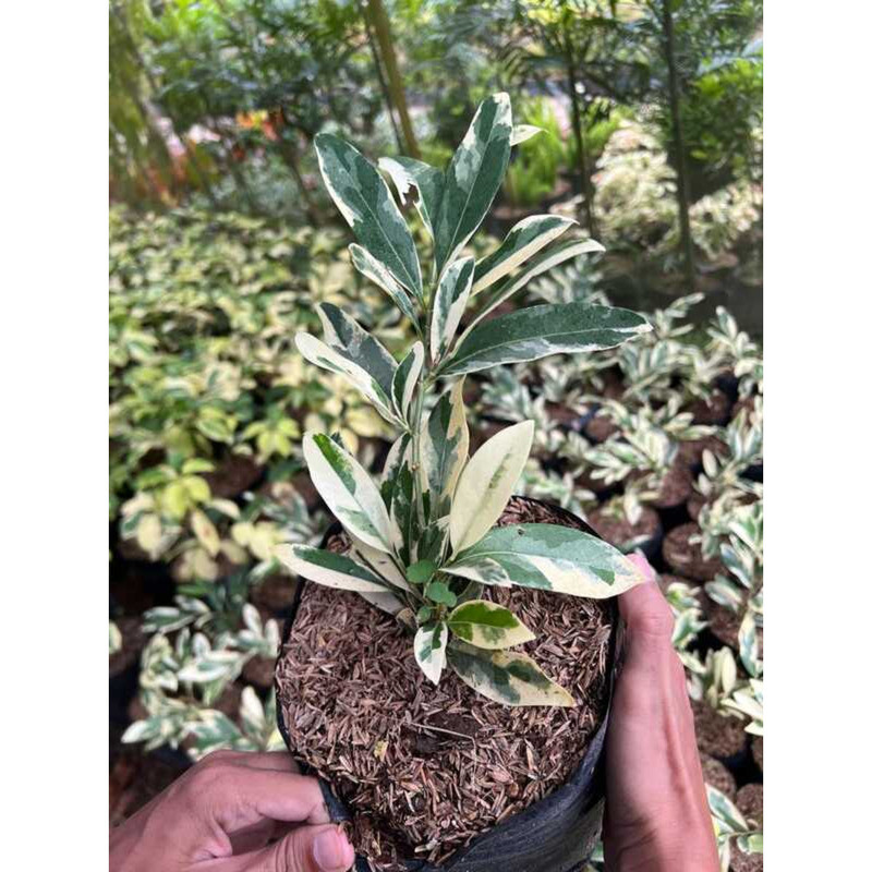 Matdo Plant With FREE Black Plastic Pot And Garden Soil. D3c | Shopee ...
