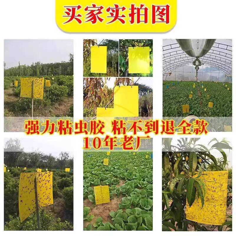 Sticky Greenhouse, Yellow Board, Double-Sided Black Fruit Fly Trap ...