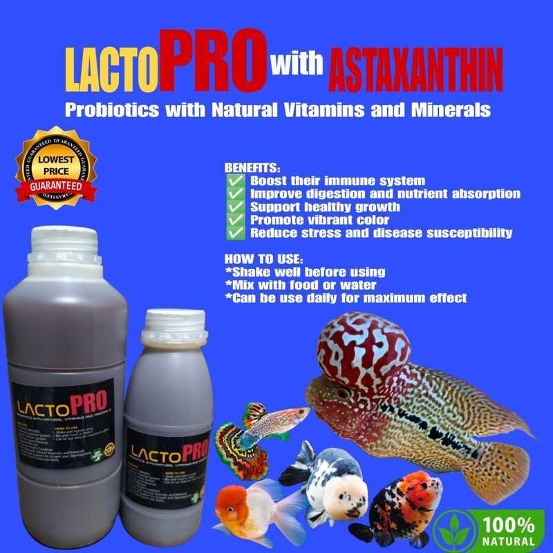 Lactopro Probiotics With Natural Vitamins And Minerals + Astaxanthin ...