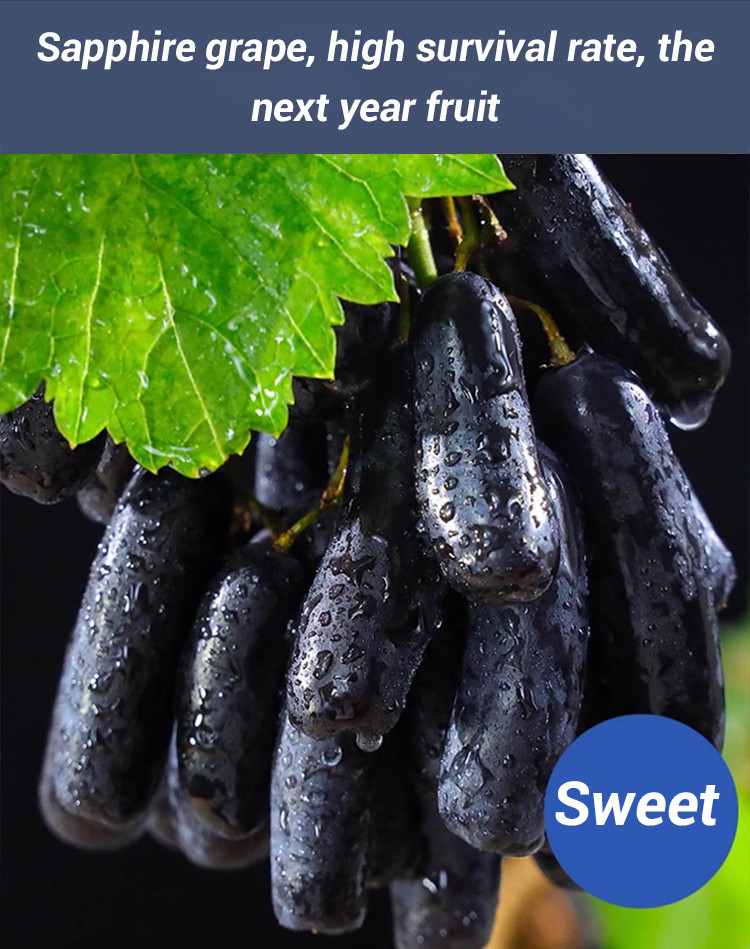 Grape Potted Plants Sapphire Peak Grape Fruit Raisin Red Raisin Fruit ...