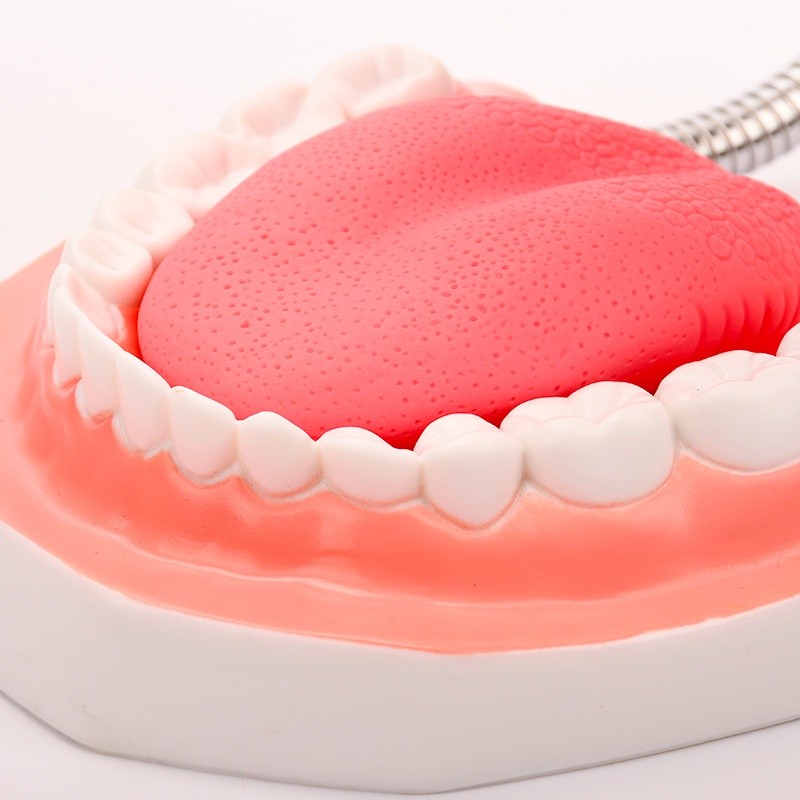 Giant Dental Model Teeth Model With Toothbrush Dentist Teaching Model ...