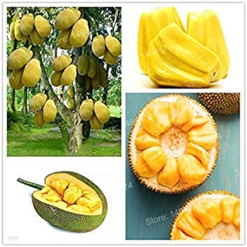 Vista Fresh Jackfruit Trees Tropical Gi Tree Rare Miracle Fruit Garden ...