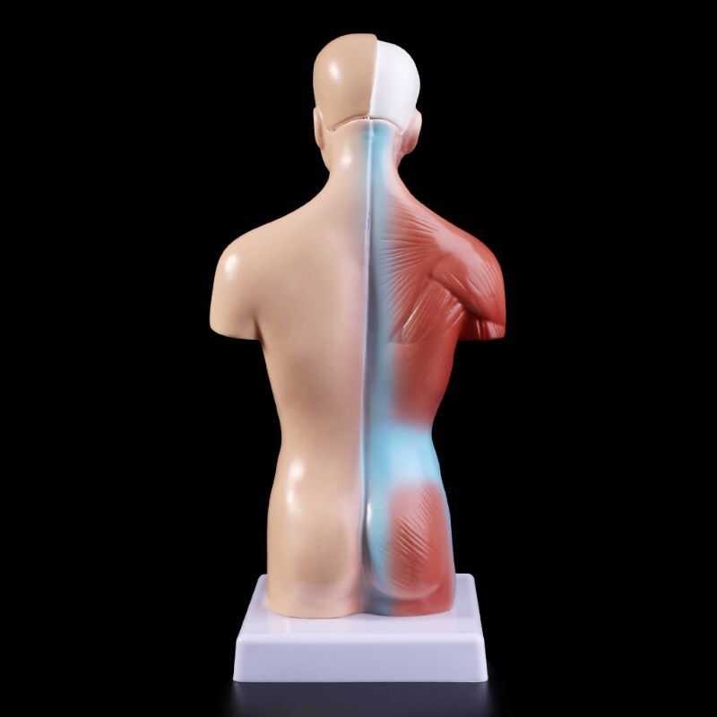 Human Torso Body Model Anatomy Anatomical Internal Organs For Teaching ...