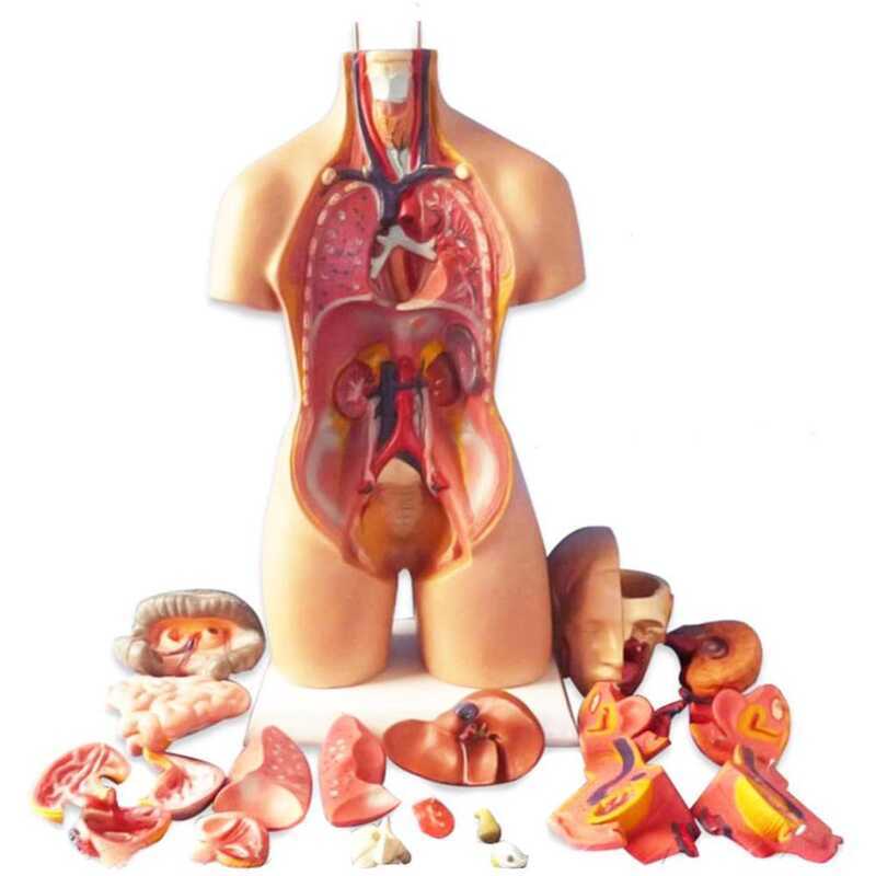 Anatomical Human Torso Body Model Anatomy Internal Organ Medical ...
