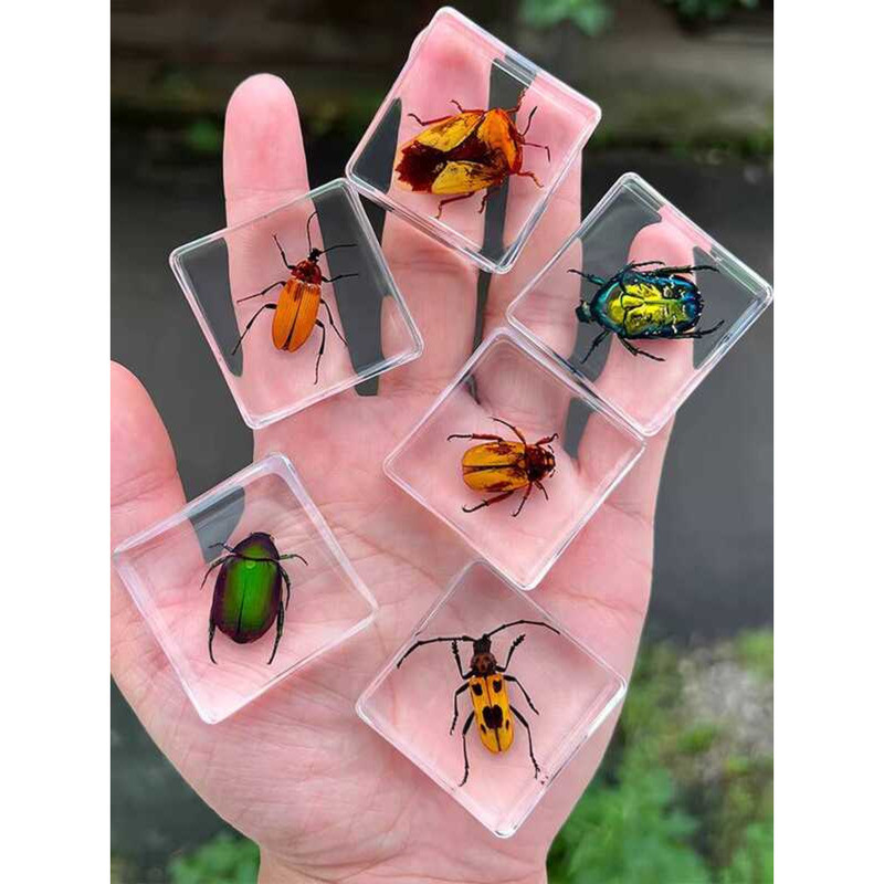 Small Animal Transparent Resin Real Insect Amber Scarab Beetle Scorpion ...