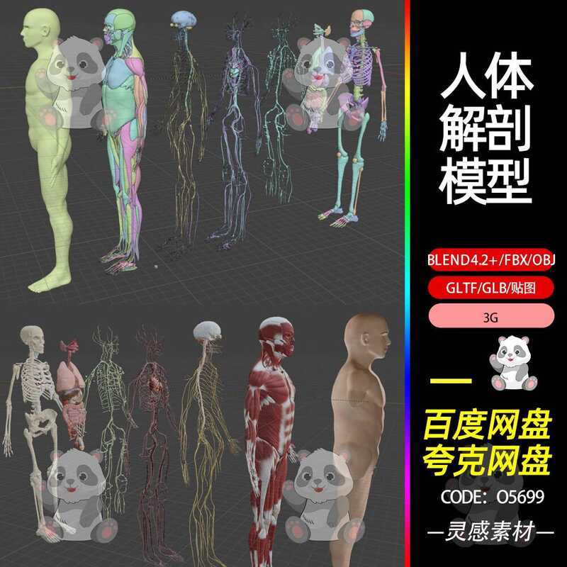 Blender Human Anatomy Vessels Bones Muscles Digestive Respiratory ...