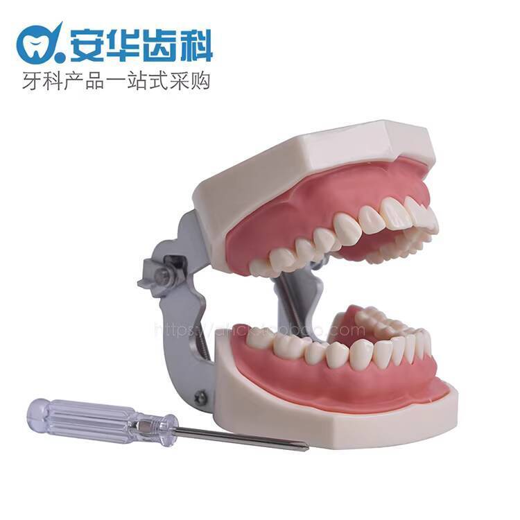 Oral Teeth Preparation Model Simulation Tooth Model Practice Teeth ...