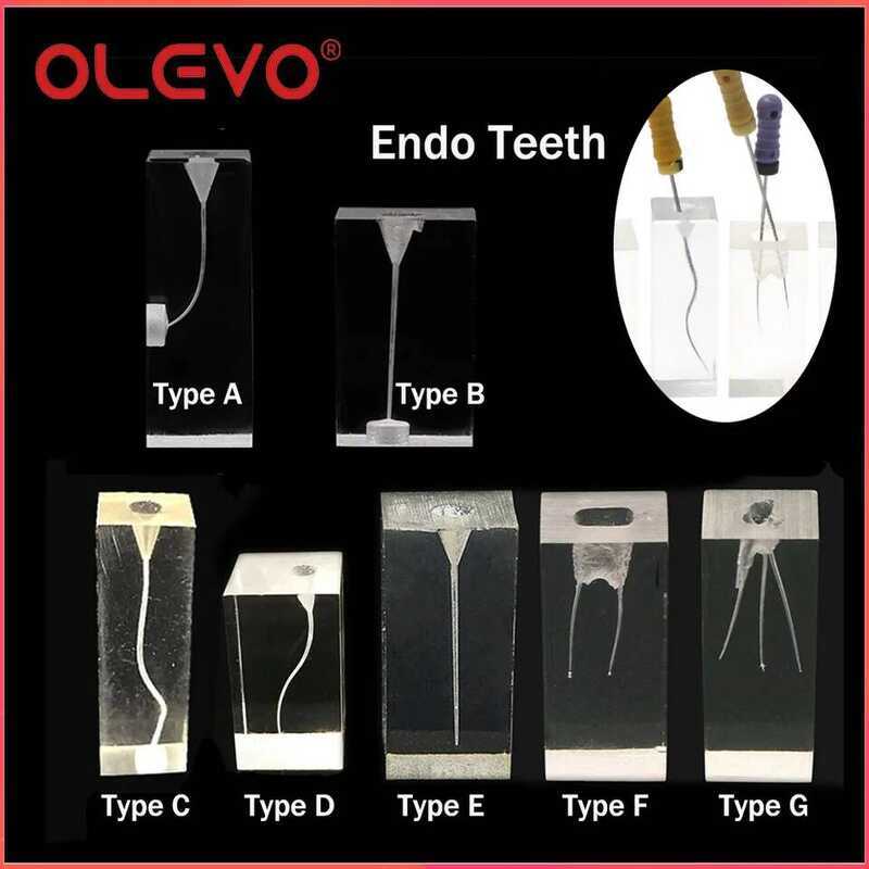 Endo Teeth OLEVO Dental Root Canal Practice Block Study Model RCT Pulp ...