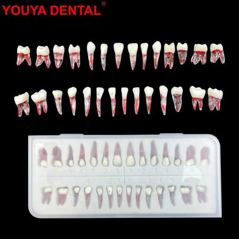 28Pc/Set Endodontic Training Dental Endo Teeth Root Canal Model ...