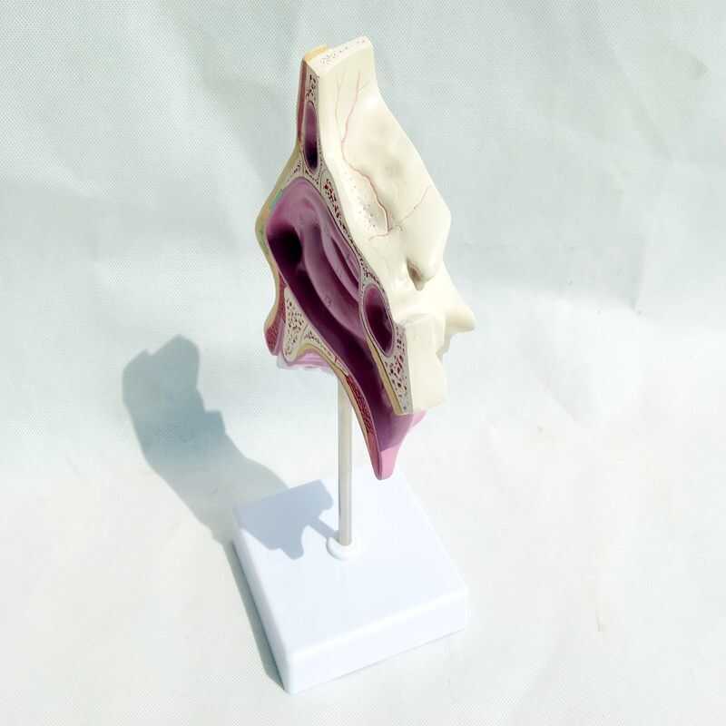 2025 Human Nasal Anmodel Nasal Medicine Nose Model Ent Model Human ...