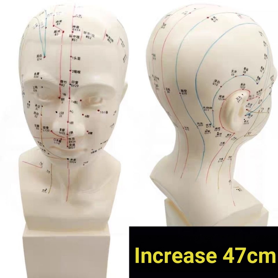 Human Bone Model Clear Head Acupuncture Points Model Acupuncture ...