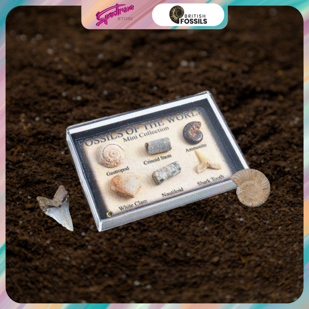 Fossils | Gemstone Collectible | Mini Fossils Chart | Shopee Philippines