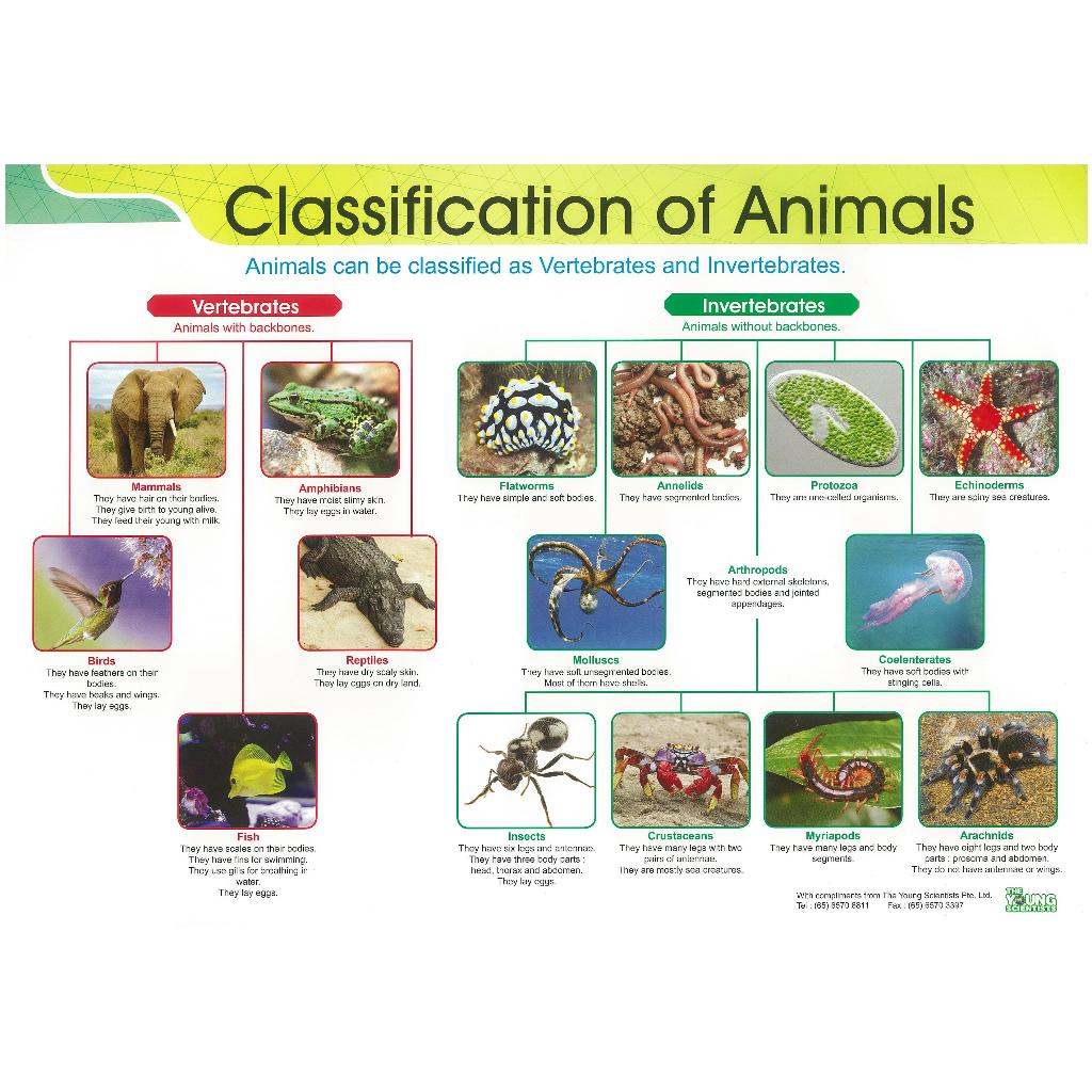 Young Scientists Syllabus poster - Classification Of Animals | Shopee ...