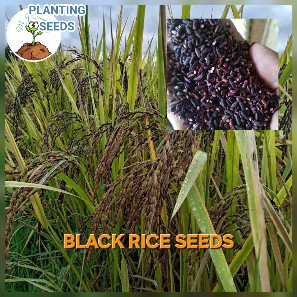 rice seed - Best Prices and Online Promos - Sept 2026 | Shopee Philippines