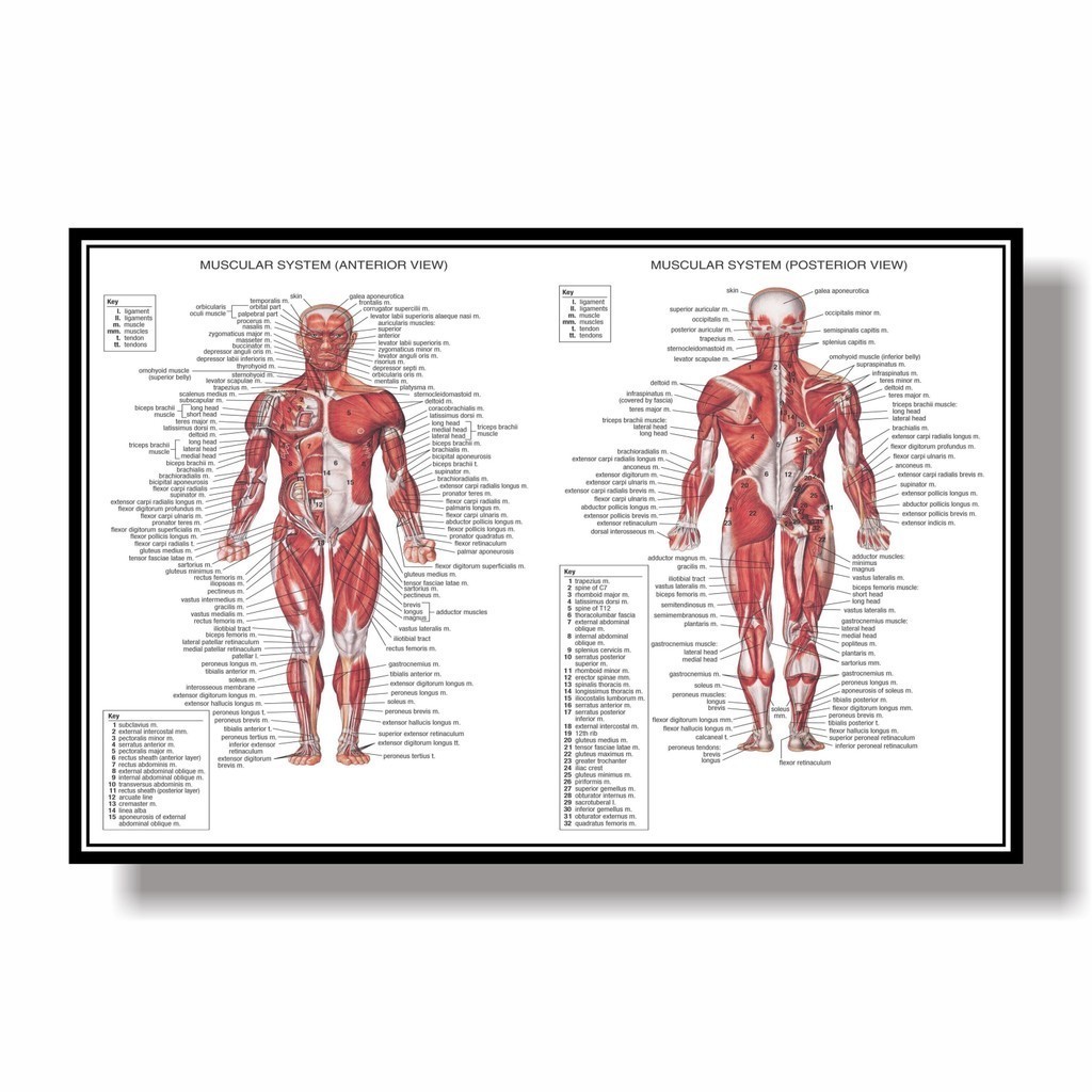 Muscular System Anatomical Poster Muscle Anatomy Chart Anatomical Chart ...