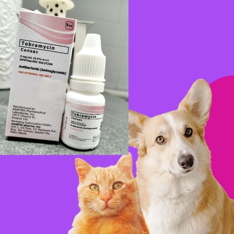 Tobramycin Eye Drops Dogs