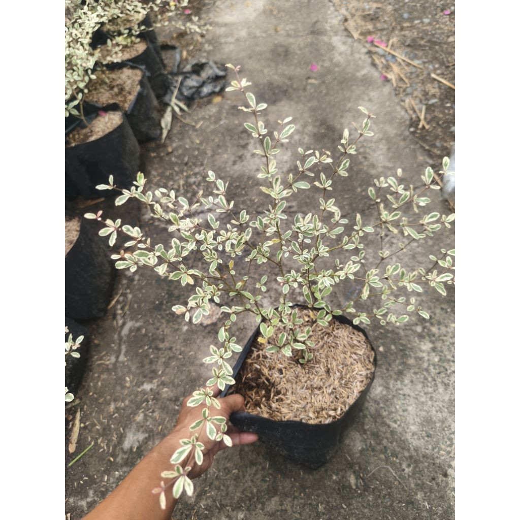 Shop african talisay plant for Sale on Shopee Philippines