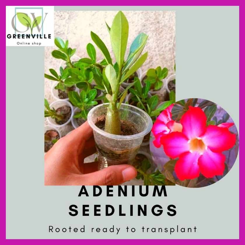 ADENIUM_a{ROSE&k)SEEDLINGS.YK#(may]AX#ugat]kv#na) | Shopee Philippines