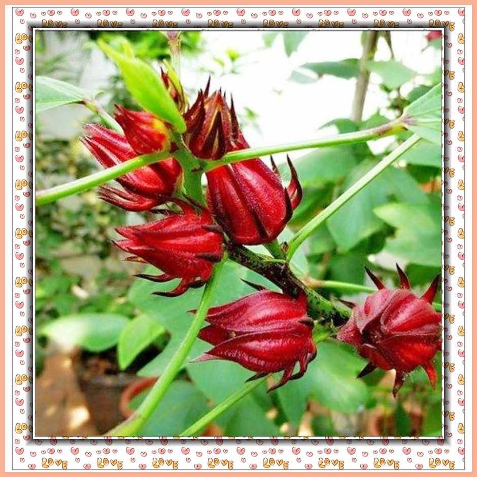 20pcs|WB/Seeds;U+Vq@Roselle+LT@Hibiscus+rc@Flower+ta@Ribena,qH[Biji,iD ...