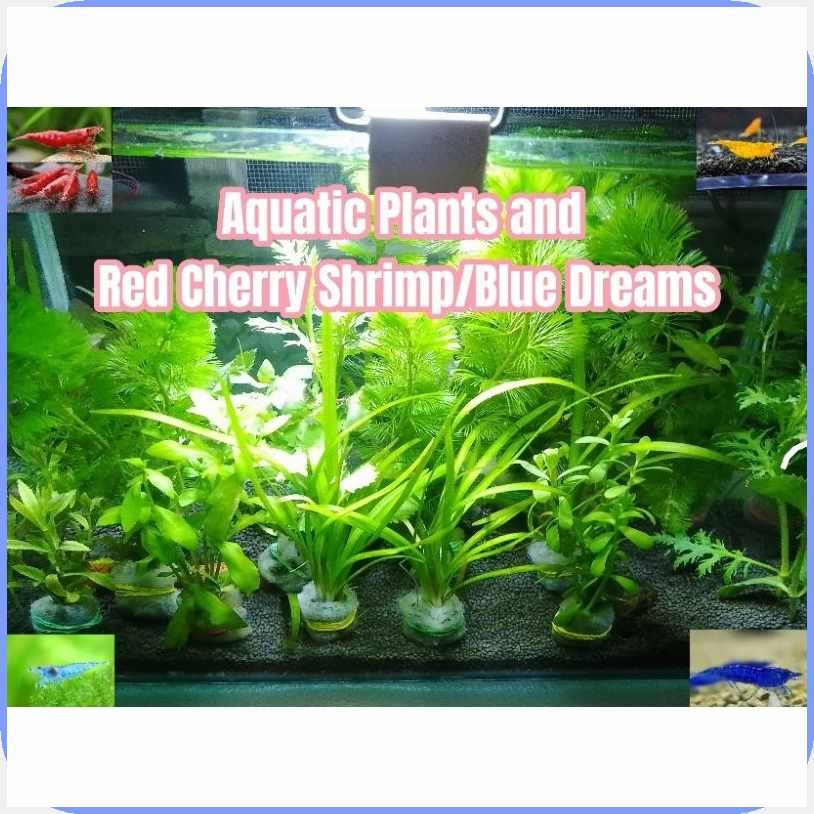 AQUATIC'm-D>PLANTSdd-FORtz-REDZ-CHERRYu-SHRIMP/NEOCARIDINA/DWARFl ...