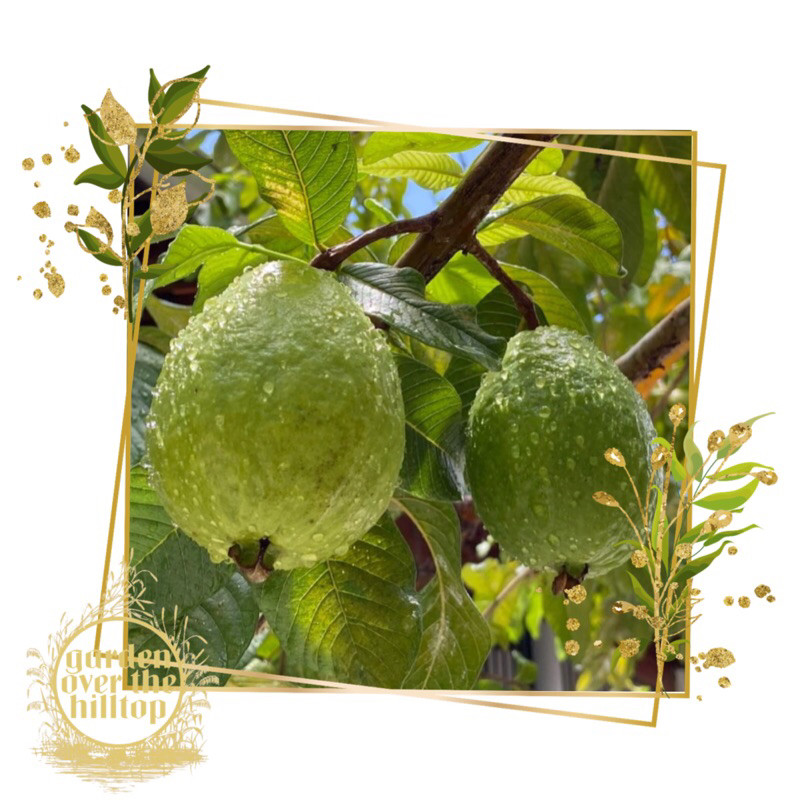 guapple/apple guava seeds | Shopee Philippines