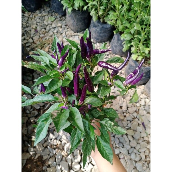 Purple sili /Korean chilli (Luzon area only) | Shopee Philippines