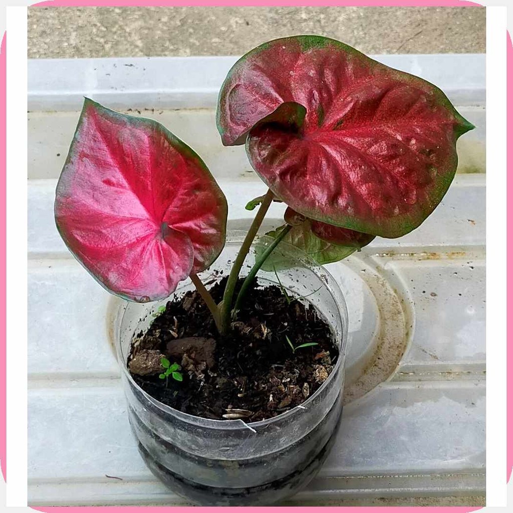 Red,yz/emperor[rx^Caladium>E)live}Y)plant | Shopee Philippines