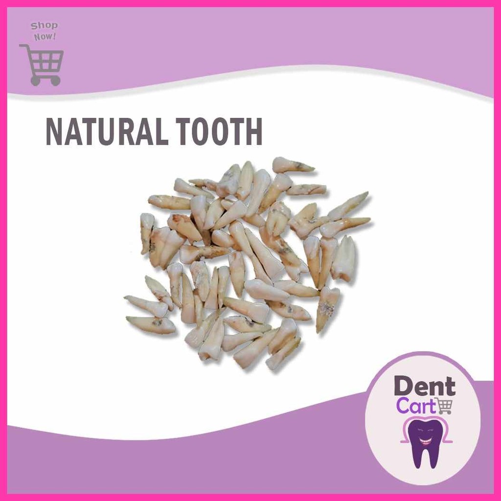 Natural Tooth (for students) | Shopee Philippines
