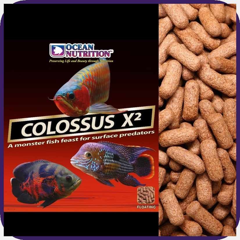 OCEAN(r;NUTRITION'H/COLOSSUS>x)X2}V)100g}Y)repack | Shopee Philippines