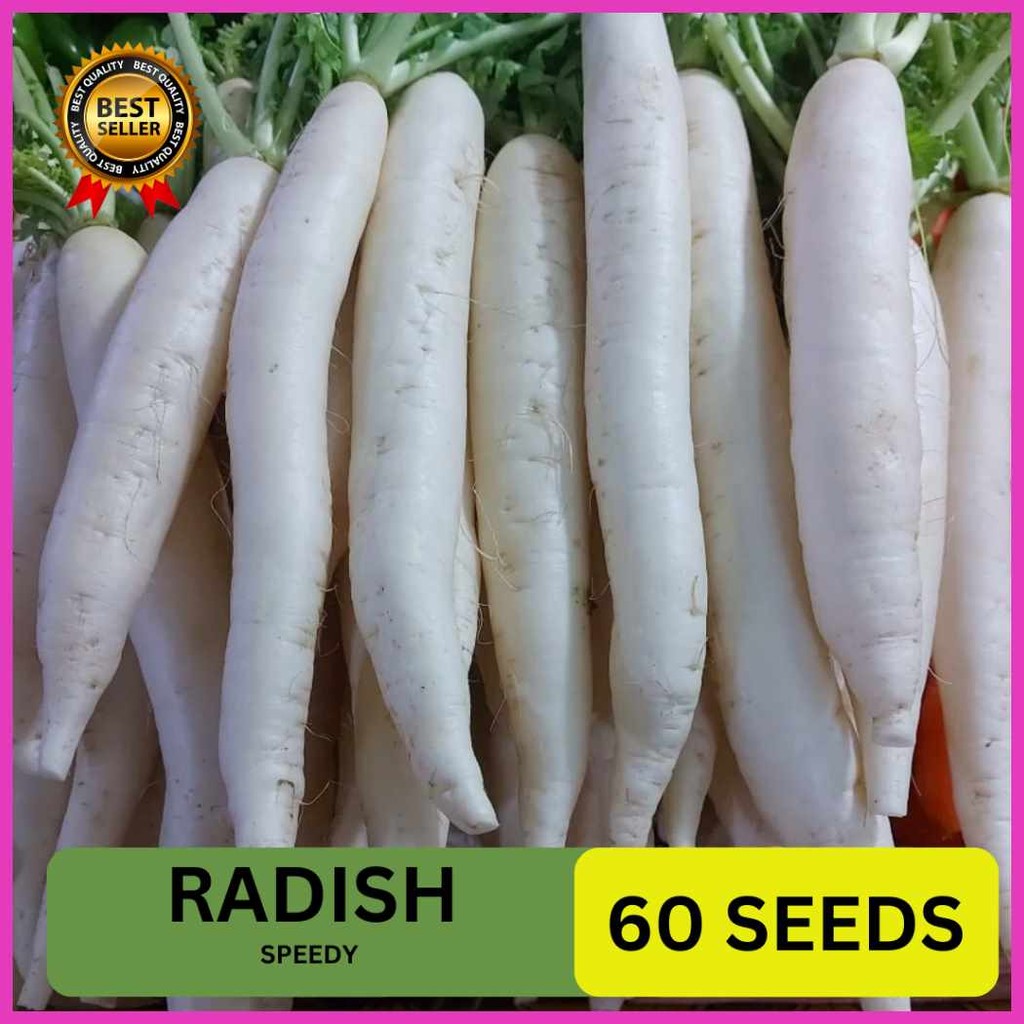 (60`W{SEEDS)_jE_RADISH-LABANOS_Xa%SEEDS/SINANDOK_sF%VARIETY/FOR_cV ...