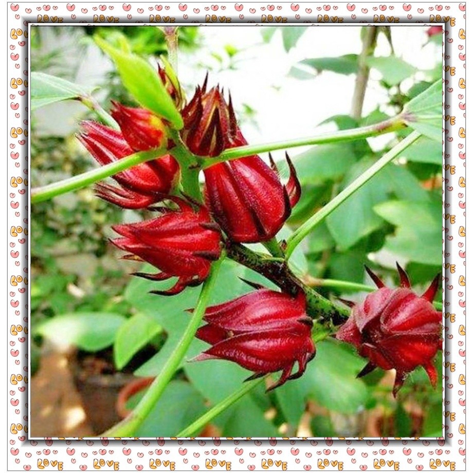 20pcs Seeds Roselle Hibiscus Flower Ribena Biji Benih Bunga Rosel ...