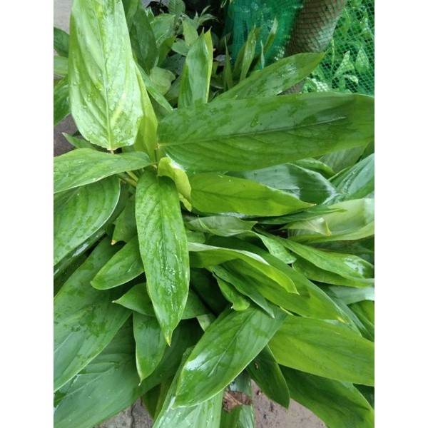 Arrowroot/Uraro Plant (One stem only) | Shopee Philippines