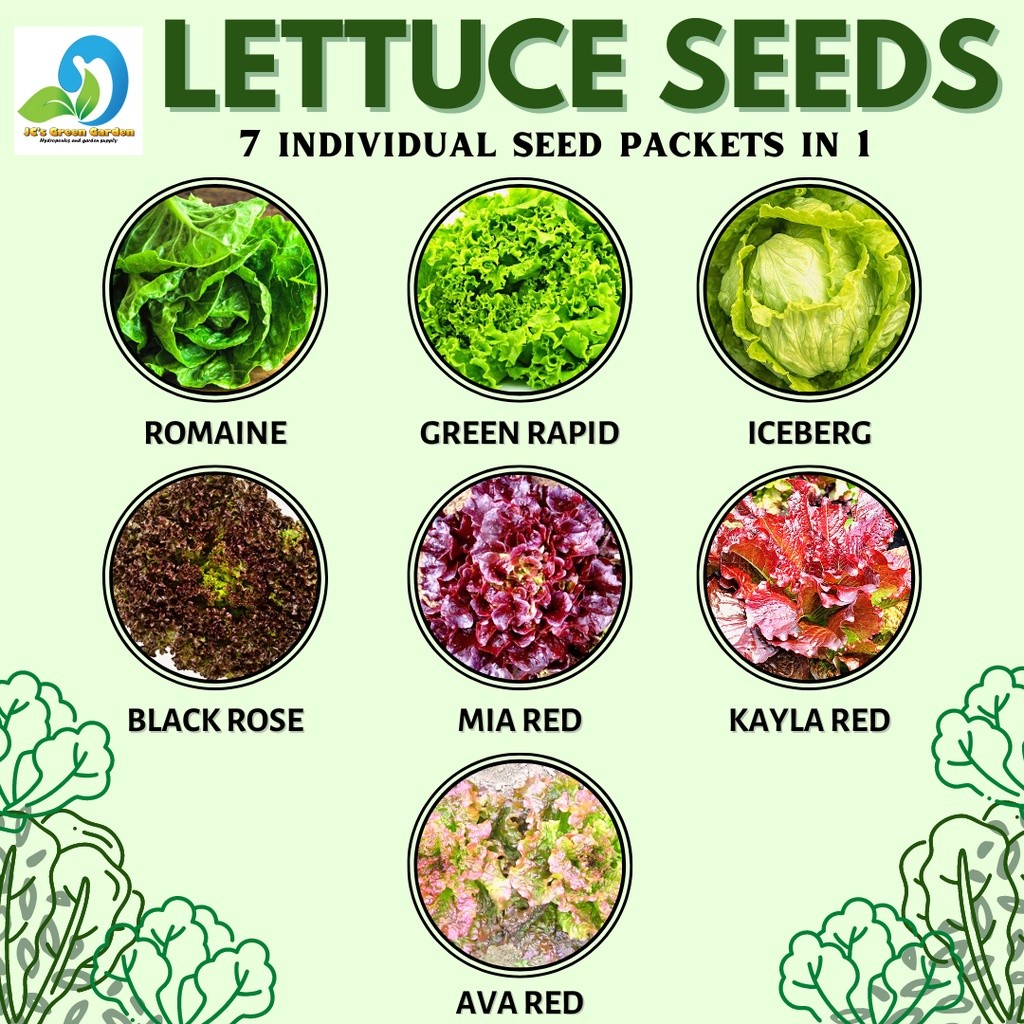 lettuce-seed-variety-green-rapid-romaine-iceberg-mia-red-ava-red-kayla