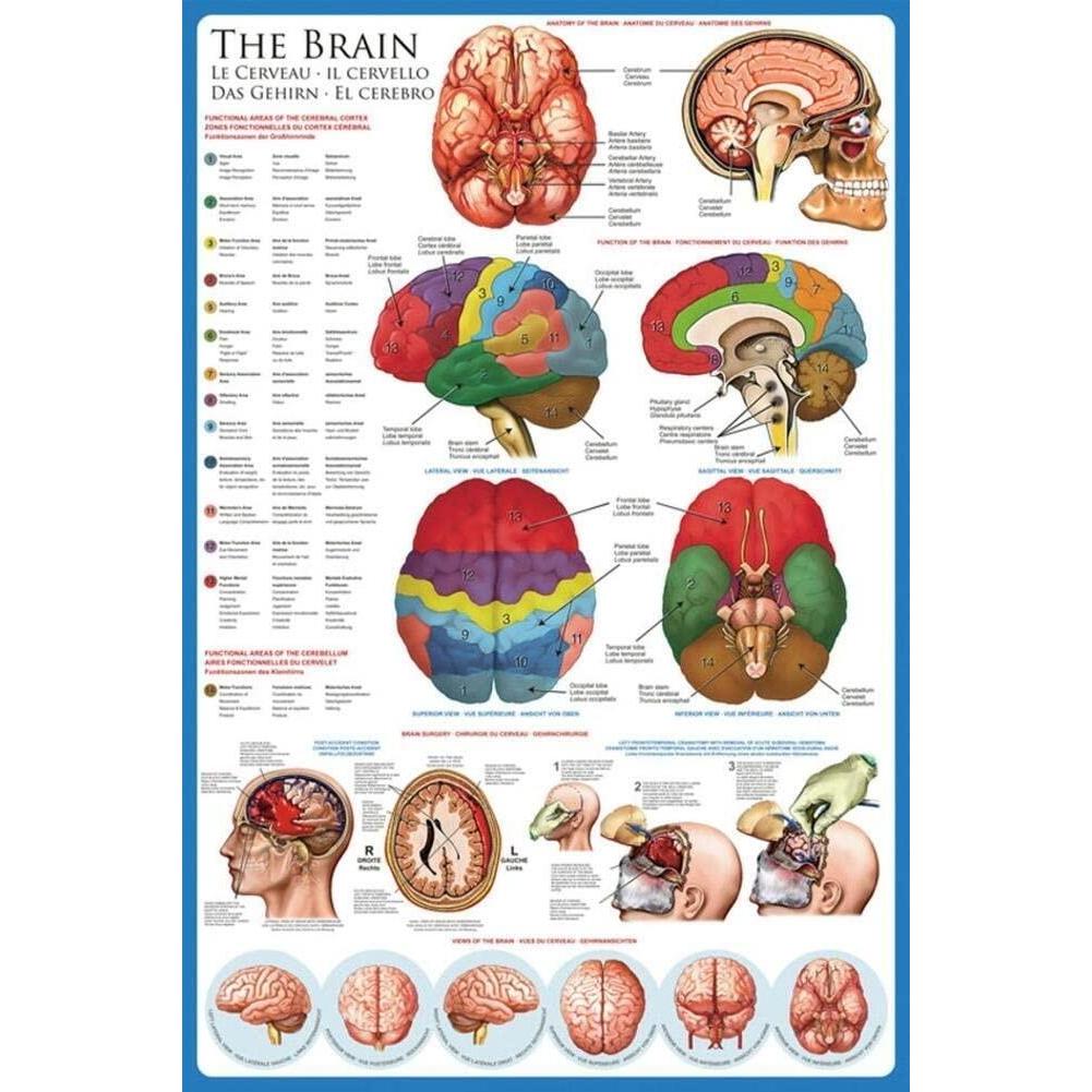 Classic Art Wall Laminated The Brain Anatomy Science Chart Print Poster ...