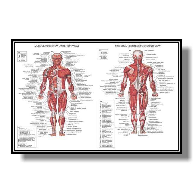 Muscle System Anatomy Poster Muscle Human Anatomy Diagram Human Anatomy ...