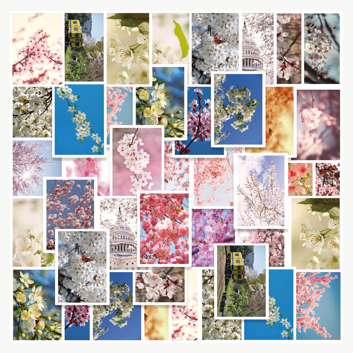 30pcs Beautiful and Romantic Pink Cherry Blossom Collage with Exquisite ...