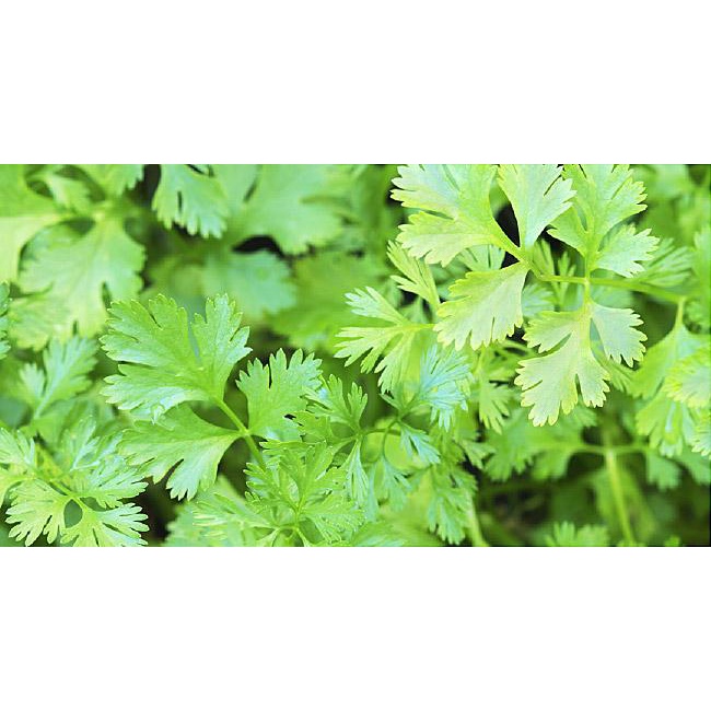 CORIANDER / CILANTRO / WANSOY HERBS SEEDS (185 seeds) Shopee