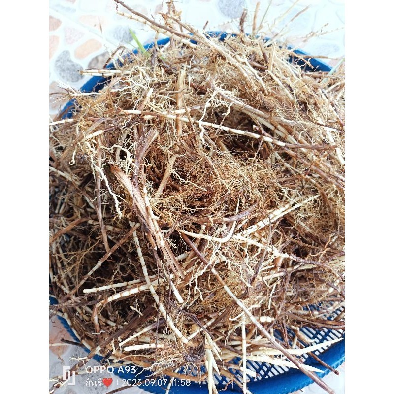 Acacia Roots Are Sold Fresh Helping To Urinate Nourish The Kidneys ...