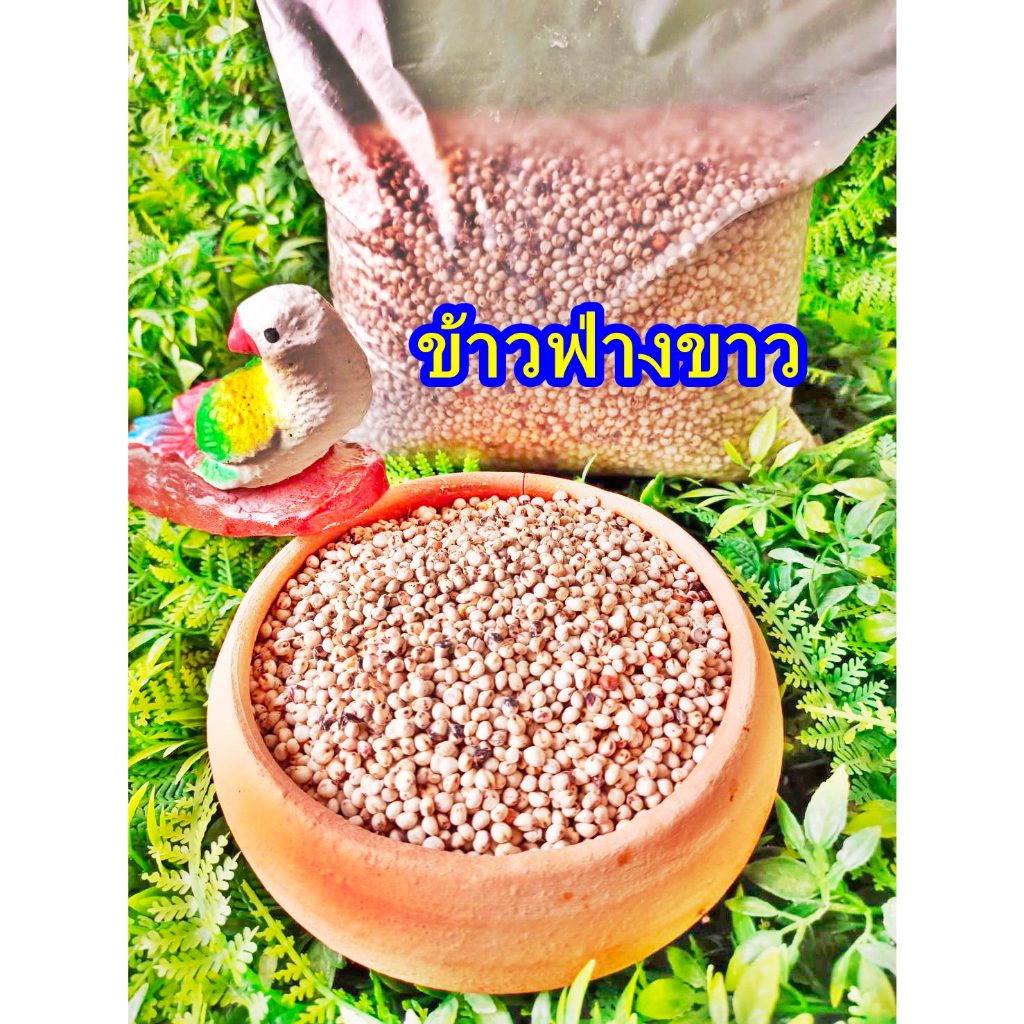 All White Millet Bird Food 1 Kg Pack Shopee Philippines