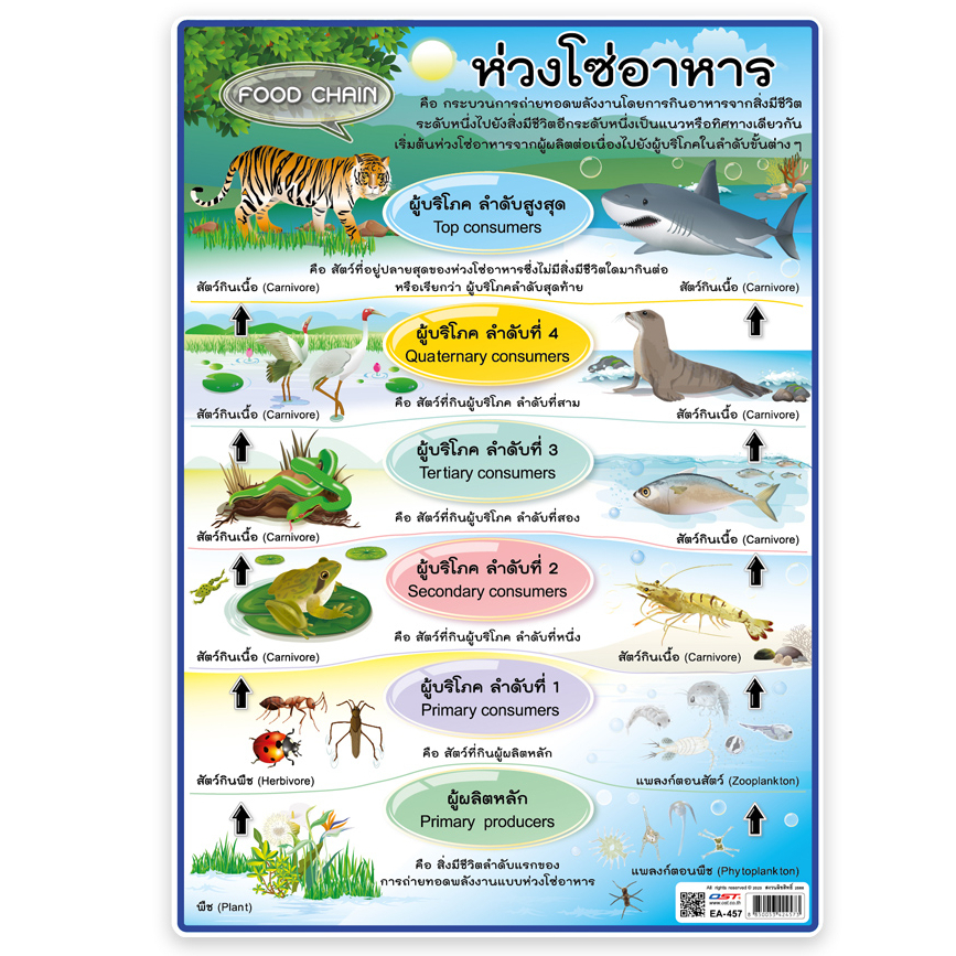 A4 Plastic Poster Food Chain EA-457 Biology Diagrams