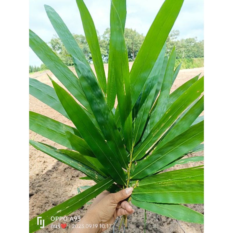 Fresh Bamboo Leaves Used As Herbal Medicine (Boiled Or Dry Grinding) To