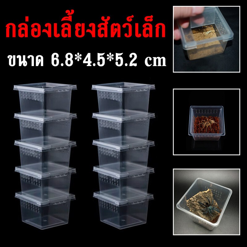 Small Animal Box Reptiles Live Breeding For Spider Gecko Horn Fro ...