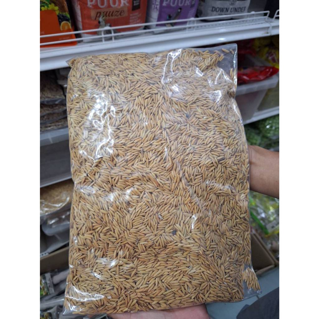 Rice Paddy Used To Feed Chicken Duck Bird Fighting Farm Poultry 1 Kg ...
