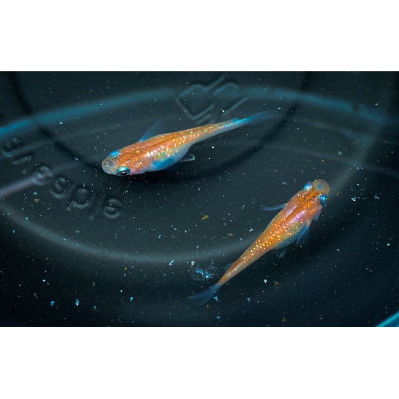 Madaka orange rame Fish Roe Bottle Sparkling Free For Every Order ...