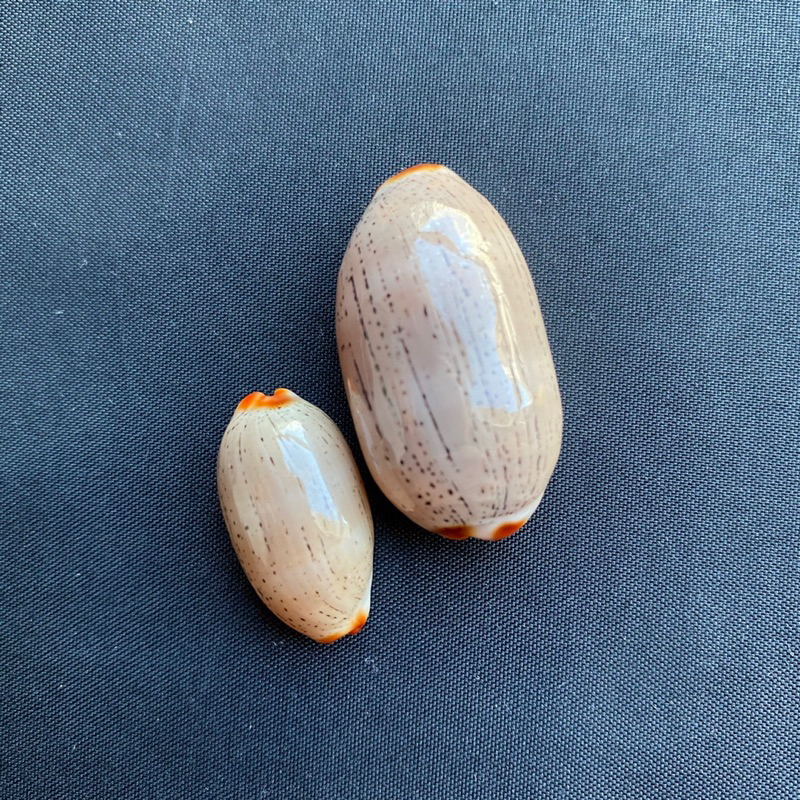 Rare Natural Specimen Red mouth & black fine texture jade cowrie 2.5-3 ...