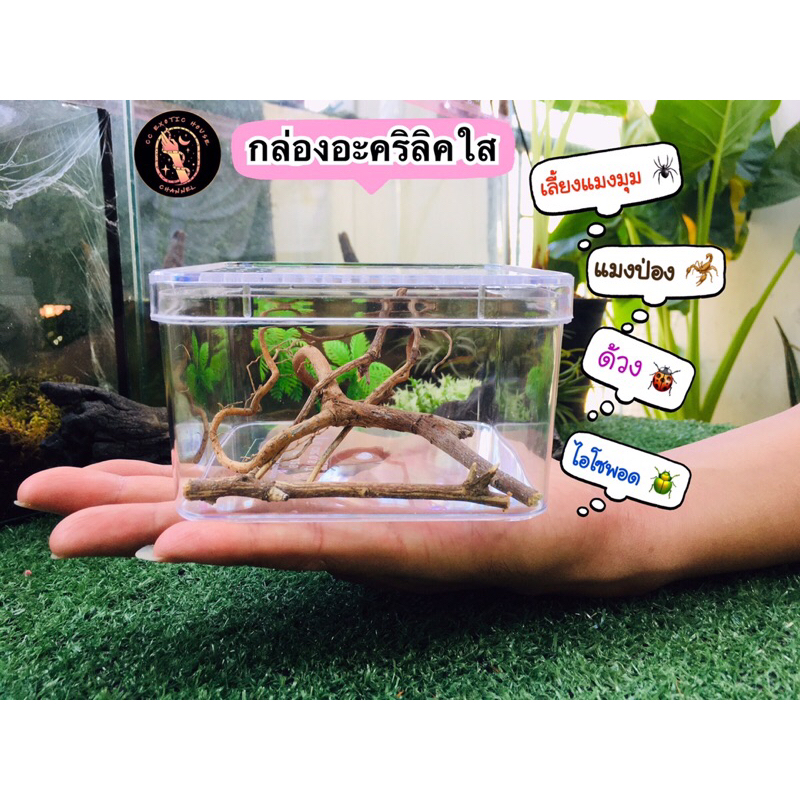 Clear Acrylic Box For Spiders Scorpions Isopod Beetles Kindergarten ...